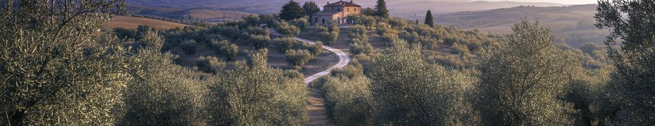 Olivar de Molino de San Francisco en Montilla, Córdoba - Producción de Aceite de Oliva Virgen Extra artesanal

